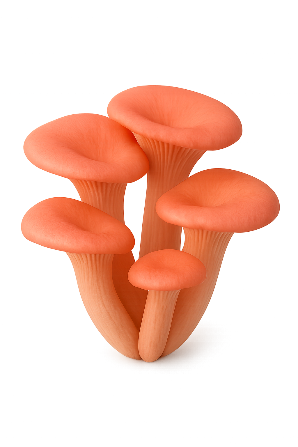 homemushroom