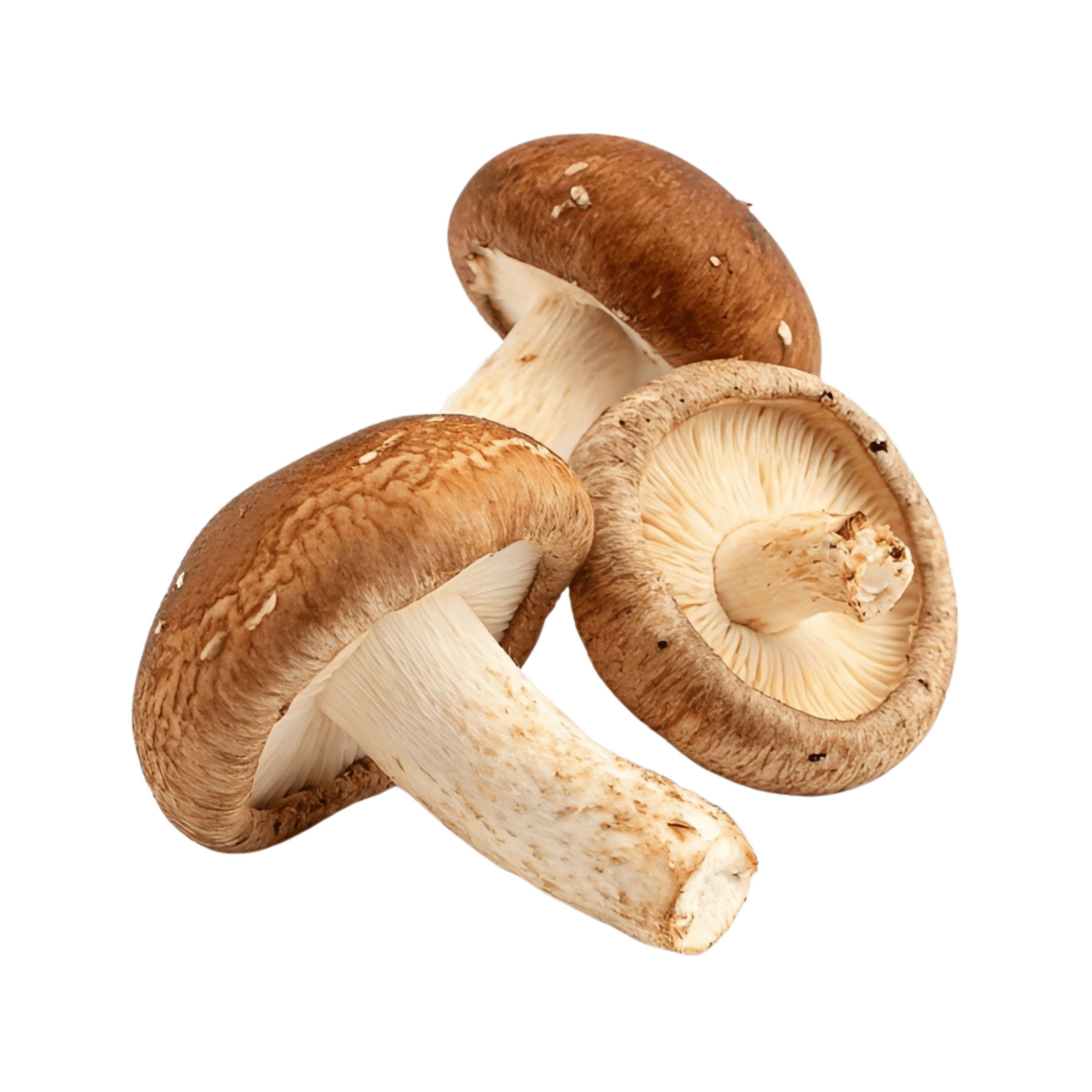 homemushroom